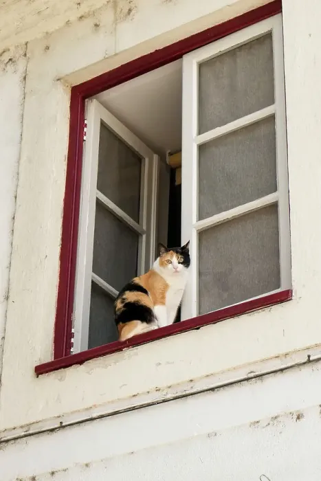 Framed Print : Coimbra, Portugal. Cat keeps an eye on the neighborhood Framed Print : Coimbra, Portugal. Cat keeps an eye on the neighborhood