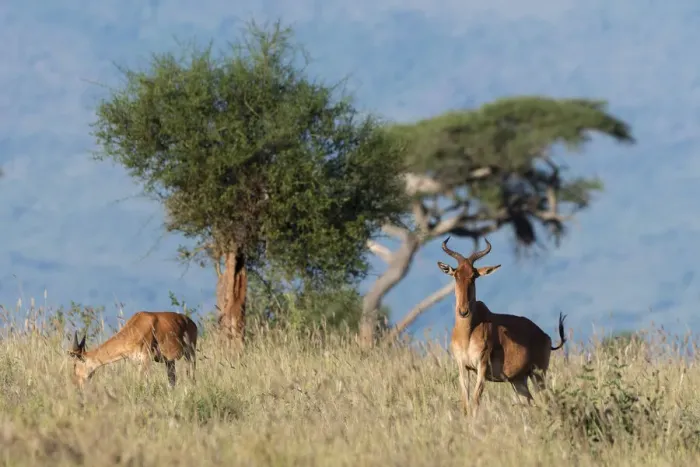 Framed Print : Cokes hartebeest (Alcelaphus buselaphus cokii) with its calf, Lualenyi, Tsavo, Kenya