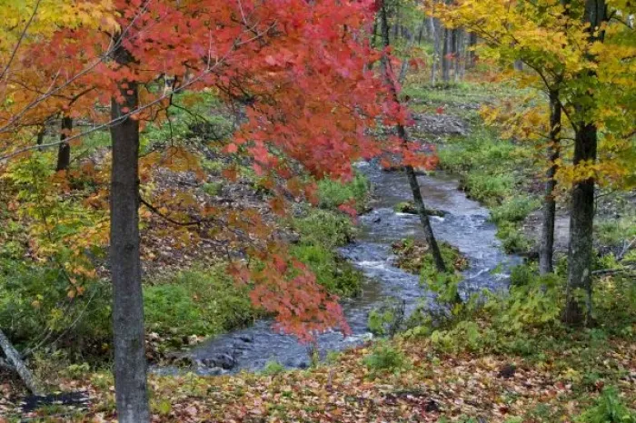 Framed Print : Coles Creek lined with autumn maple trees near Houghton in the UP of Michigan Framed Print : Coles Creek lined with autumn maple trees near Houghton in the UP of Michigan