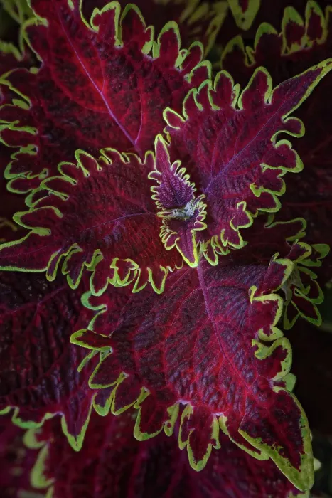 Framed Print : Coleus plant closeup Framed Print : Coleus plant closeup