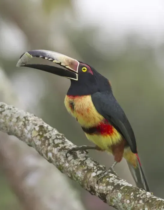 Framed Print : Collard aracari (Pteroglossus torquatus), Cayo district, Belize
