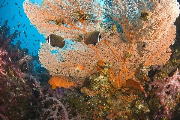Collare Butterflyfish (Chaetodon collare), Scuba diving at Richelieu Rock, Mu Koh