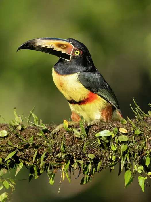 Framed Print : Collared Aracari, perched on branch, Costa Rica, Central America