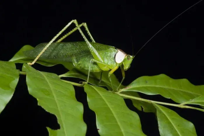 Framed Print : Collared Katydid (Euceraia sp. ), Yasuni National Park, Amazon Rainforest, ECUADOR Framed Print : Collared Katydid (Euceraia sp. ), Yasuni National Park, Amazon Rainforest, ECUADOR