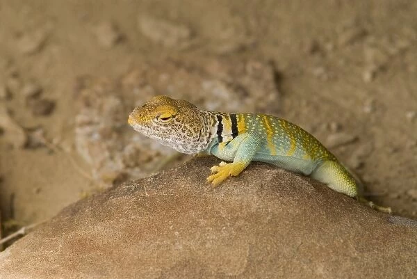Collared Lizard, Chaco Culture National Historical Park, New Mexico