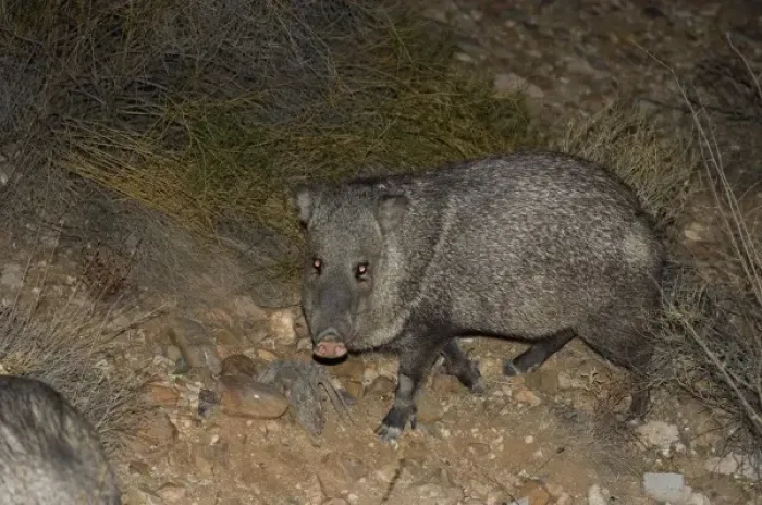 Framed Print : collared peccary, Dicotyles tajacu, or javelina, roam the semidesert area of