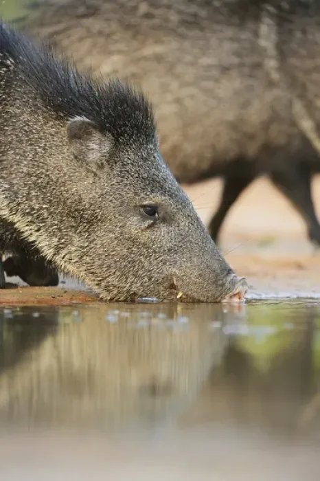 Framed Print : Collared Peccary, Javelina (Tayassu tajacu), adult drinking, South Texas, USA Framed Print : Collared Peccary, Javelina (Tayassu tajacu), adult drinking, South Texas, USA