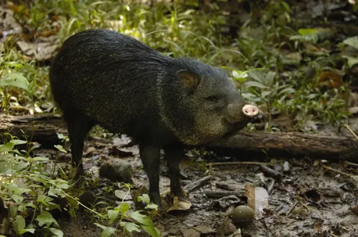 Framed Print : Collared Peccary (Tayassu tajacu) a Amazon Rain Forest. ECUADOR. South America Framed Print : Collared Peccary (Tayassu tajacu) a Amazon Rain Forest. ECUADOR. South America
