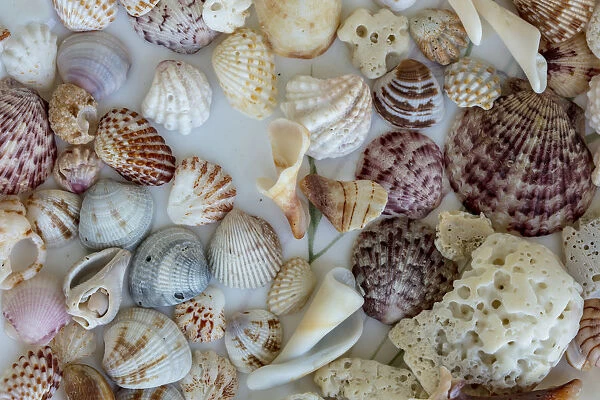 Collection of Seashells from Sanibel Island in Florida, USA