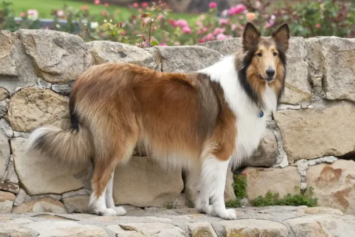 Framed Print : Collie standing on a sandstone bench and wall with roses in the background