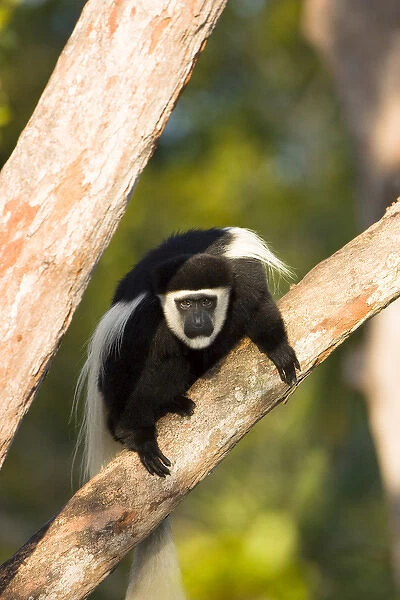 Colobus monkey, Colobus guereza occidentalis, native to rainforests of central Africa
