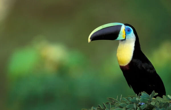 Colombia. Citron-throated toucan. (Ramphastos citeolaemau)