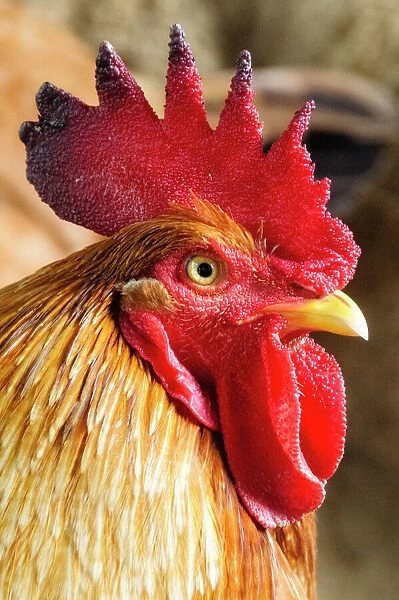 Colombia, Minca. Domestic rooster, closeup
