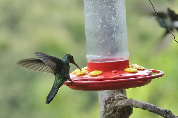 Colombia, Minca. Hummingbird (white vented plumeteer) at feeder