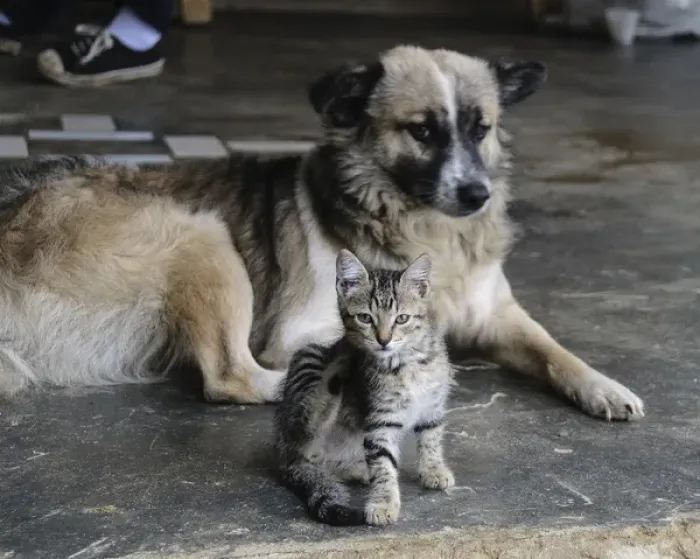 Framed Print : Colombia, Minca. Kitten and dog
