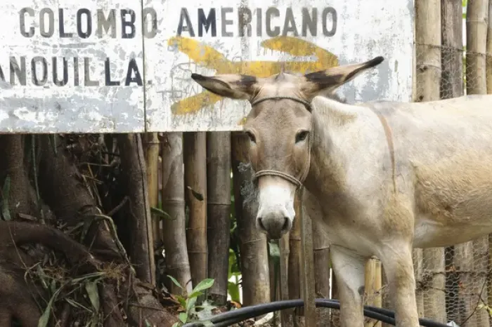 Framed Print : Colombia, Minca. Mule and sign