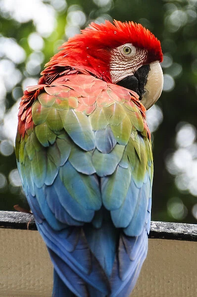 Colombia, Minca. Red and Green Macaw