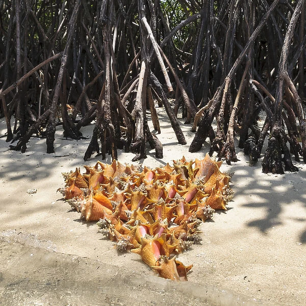 Colombia, San Bernardo Islands. Conch shells arranged into heart