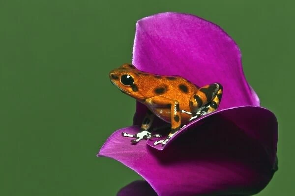 Colon Isle Dart Frog, aka Strawberry Poison-Dart Frog, (Oophaga pumilio)