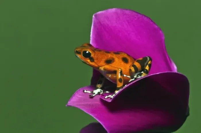Framed Print : Colon Isle Dart Frog, aka Strawberry Poison-Dart Frog, (Oophaga pumilio) Framed Print : Colon Isle Dart Frog, aka Strawberry Poison-Dart Frog, (Oophaga pumilio)