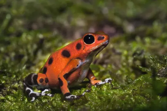 Framed Print : Colon Isle Dart Frog, Oophaga pumilio Framed Print : Colon Isle Dart Frog, Oophaga pumilio