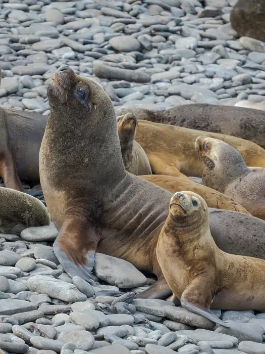 Framed Print : Colony on Bleaker Island. South American Sea Lion. South America, Falkland Islands Framed Print : Colony on Bleaker Island. South American Sea Lion. South America, Falkland Islands