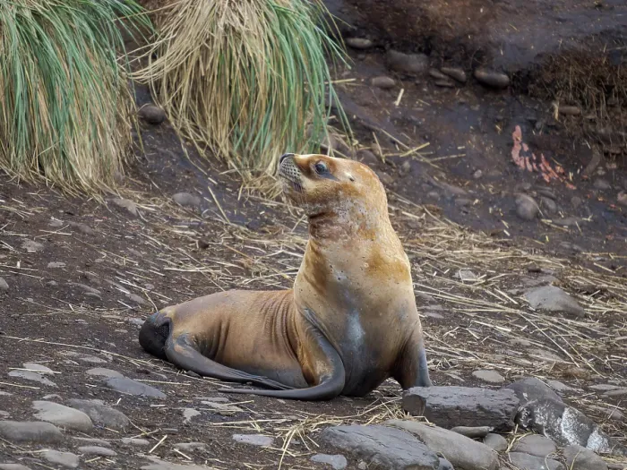 Framed Print : Colony on Bleaker Island. South American Sea Lion. South America, Falkland Islands