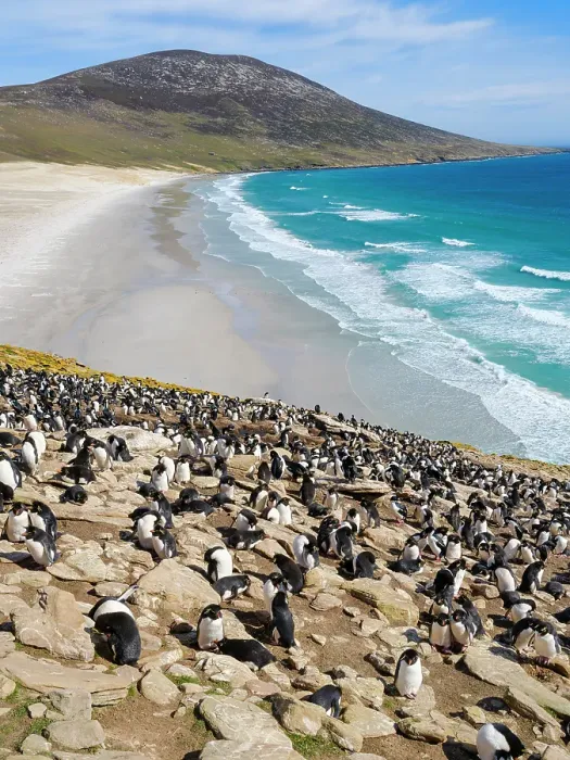 Framed Print : Colony of Rockhopper penguin during spring on Saunders Island, Falkland Islands Framed Print : Colony of Rockhopper penguin during spring on Saunders Island, Falkland Islands