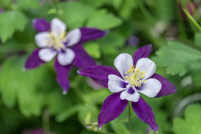 Framed Print : Colorado Blue Columbine Framed Print : Colorado Blue Columbine
