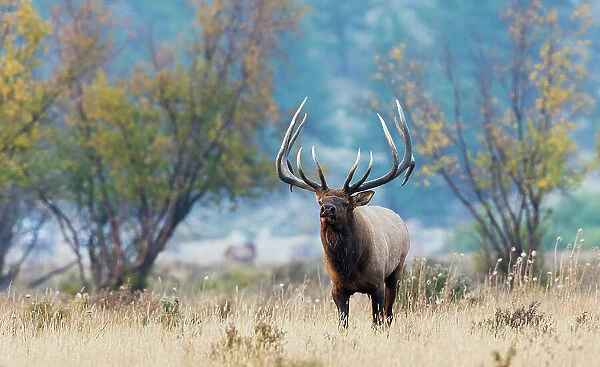 Colorado bull elk in Autumn mountain meadow, USA