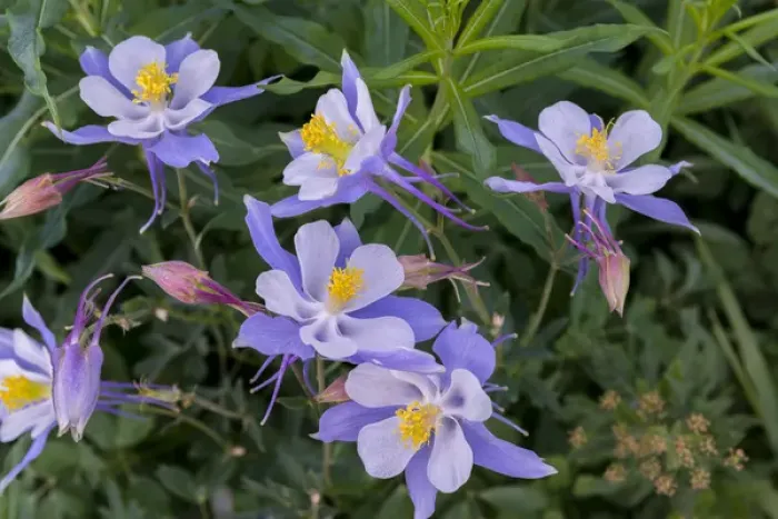 Framed Print : Colorado Columbine, aquilegia caerulea from Gothic Road near Crested Butte, Co Framed Print : Colorado Columbine, aquilegia caerulea from Gothic Road near Crested Butte, Co