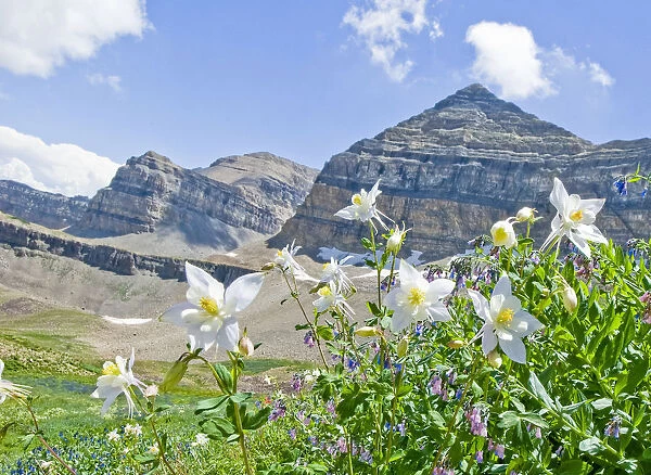 Colorado Columbine (Aquilegia coerulea) with Mount Timpanogos in background, Mt