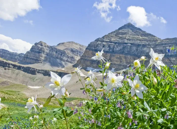 Framed Print : Colorado Columbine (Aquilegia coerulea) with Mount Timpanogos in background, Mt Framed Print : Colorado Columbine (Aquilegia coerulea) with Mount Timpanogos in background, Mt