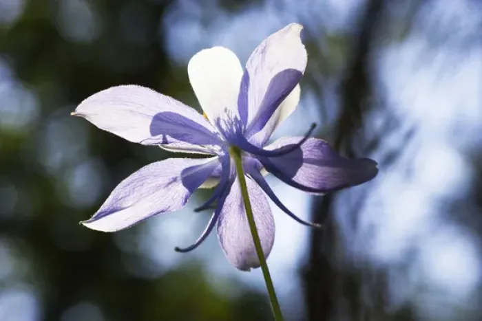 Framed Print : Colorado Columbine wild flower Framed Print : Colorado Columbine wild flower