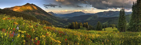 Colorado, Crested Butte, wildflowers