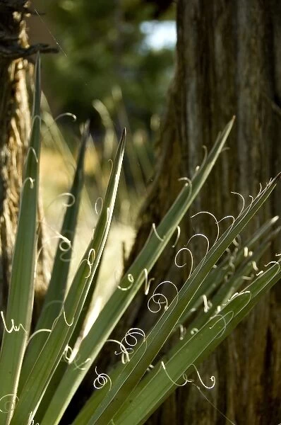 Colorado, Mesa Verde National Park. Yucca plant (agave family) fiber detail. Used