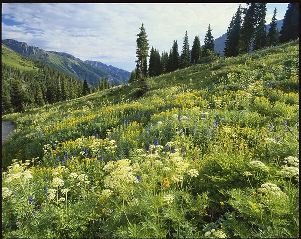 Colorado, Mount Sneffels Wilderness, Cow Parsnip and Orange Sneezeweed growing