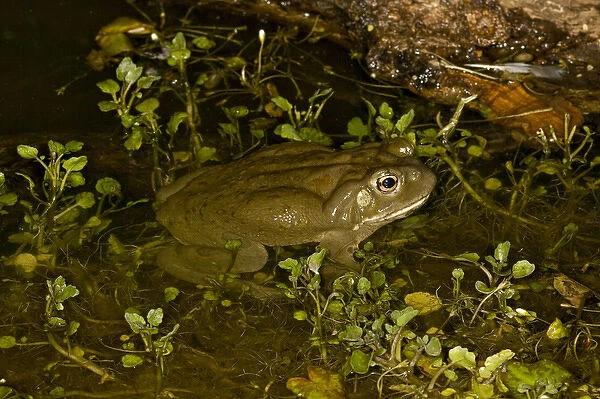 Colorado River Toad Bufo alvarius South Eastern Arizona
