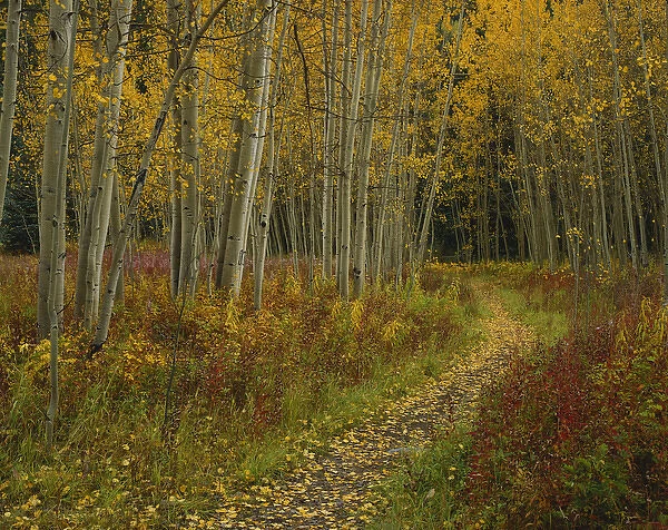 Colorado, San Isabel National Forest, Footpath through autumn Aspen trees