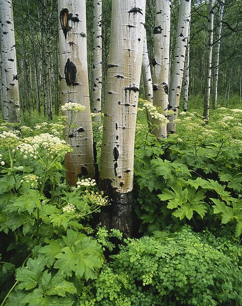 Colorado, White River National Forest, Quaking aspen ( Populus tremuloides) and Cow parsnip