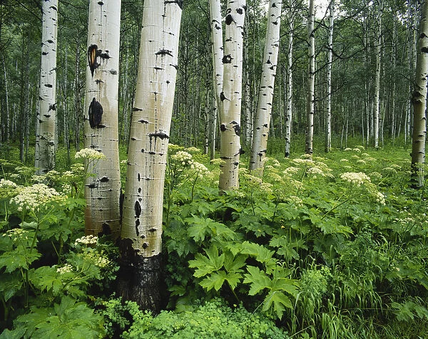 Colorado, White River National Forest, Cow Parsnip growing in Aspen grove