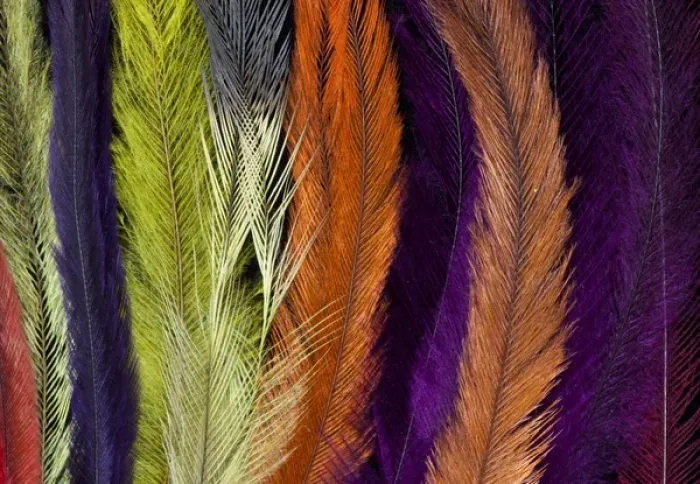 Framed Print : Colored Rhea Feathers Framed Print : Colored Rhea Feathers