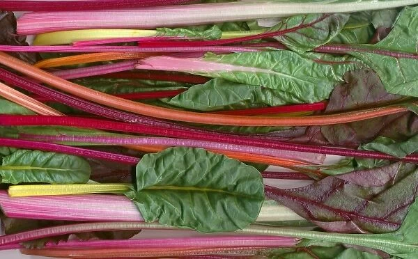 Five colored swiss chard, grown on ranch of Russell Gordon and Jelena Kajtaz