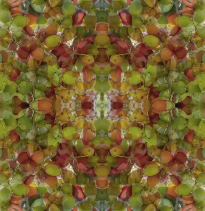Framed Print : Colorful abstract of fruit Framed Print : Colorful abstract of fruit