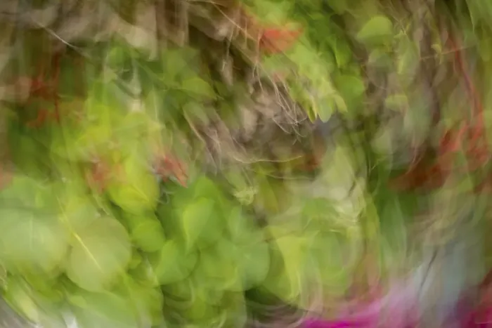 Framed Print : Colorful abstract of leaves