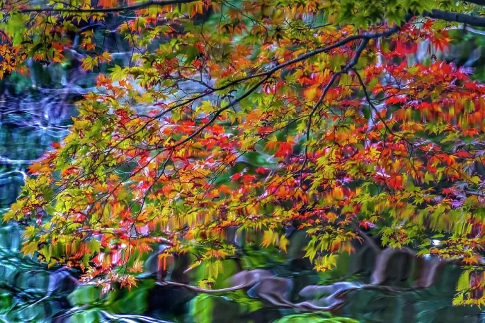 Framed Print : Colorful Autumn foliage, Heian-jingu Shrine, Kyoto, Japan. Built in 1895 copy of the 1100's Imperial Palace