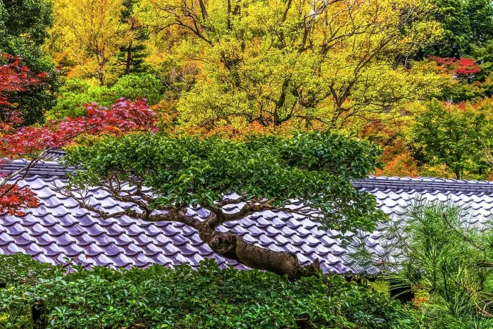 Framed Print : Colorful Autumn foliage, Tofuku-ji Buddhist temple, Kyoto, Japan. Famous for its autumn leaves, dates to 1236 Framed Print : Colorful Autumn foliage, Tofuku-ji Buddhist temple, Kyoto, Japan. Famous for its autumn leaves, dates to 1236