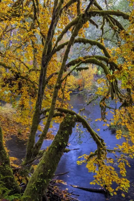 Framed Print : Colorful autumn maples along Humbug Creek in Clatsop County, Oregon, USA Framed Print : Colorful autumn maples along Humbug Creek in Clatsop County, Oregon, USA