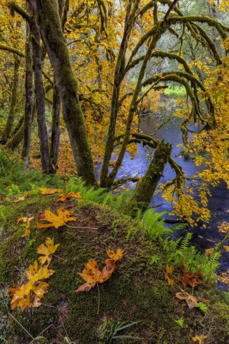 Framed Print : Colorful autumn maples along Humbug Creek in Clatsop County, Oregon, USA
