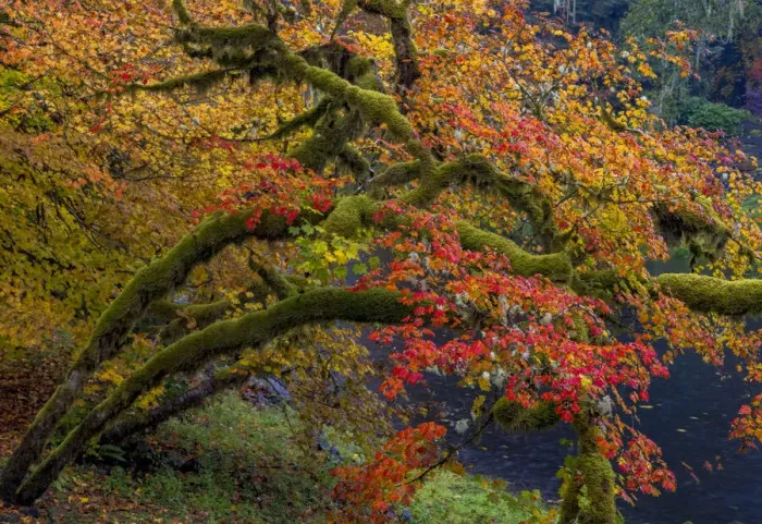 Framed Print : Colorful autumn maples along Humbug Creek in Clatsop County, Oregon, USA Framed Print : Colorful autumn maples along Humbug Creek in Clatsop County, Oregon, USA
